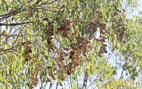 Cimatario registra mayor arribo de la mariposa monarca
