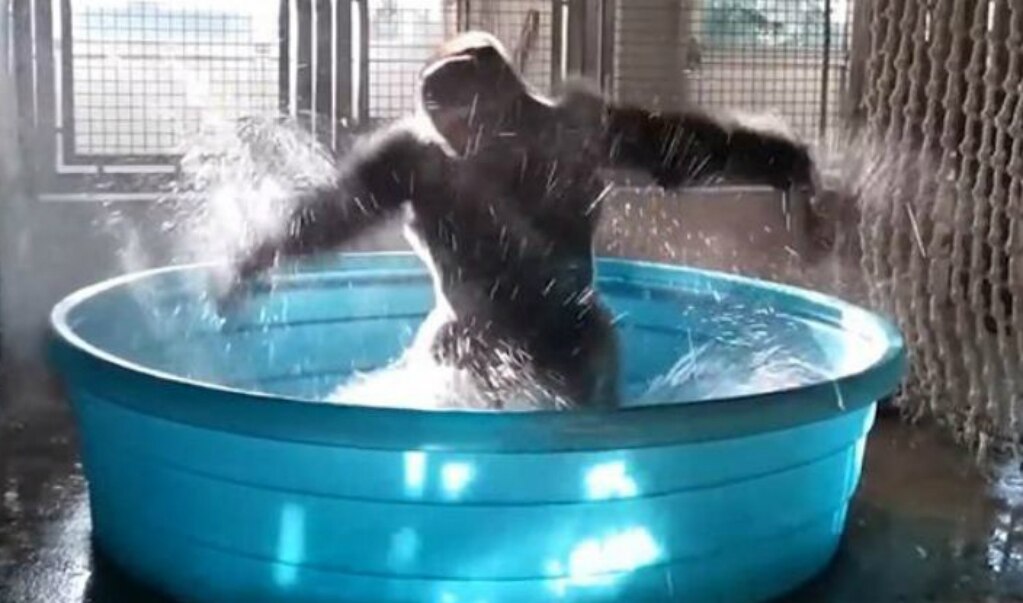 Video. Gorila baila en alberca de un zoológico y se vuelve viral