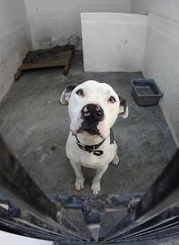 Por maltrato animal, pagan multas de hasta 25 mil pesos en Querétaro