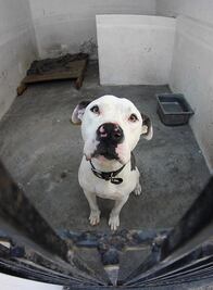 Por maltrato animal, pagan multas de hasta 25 mil pesos en Querétaro