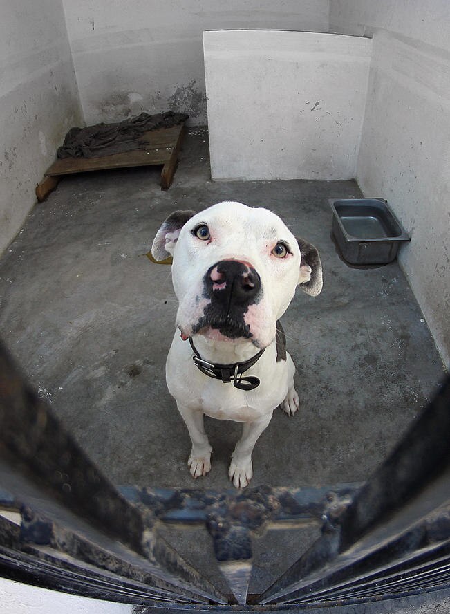 Por maltrato animal, pagan multas de hasta 25 mil pesos en Querétaro