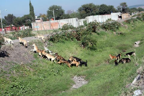 Cada año se registran 900 ataques de animales, reportan