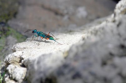 Sierra Gorda, exuberancia al natural