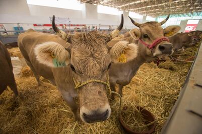 Ganaderos proponen bajar precio de la carne