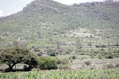 Denuncian captura de cenzontles en SJR