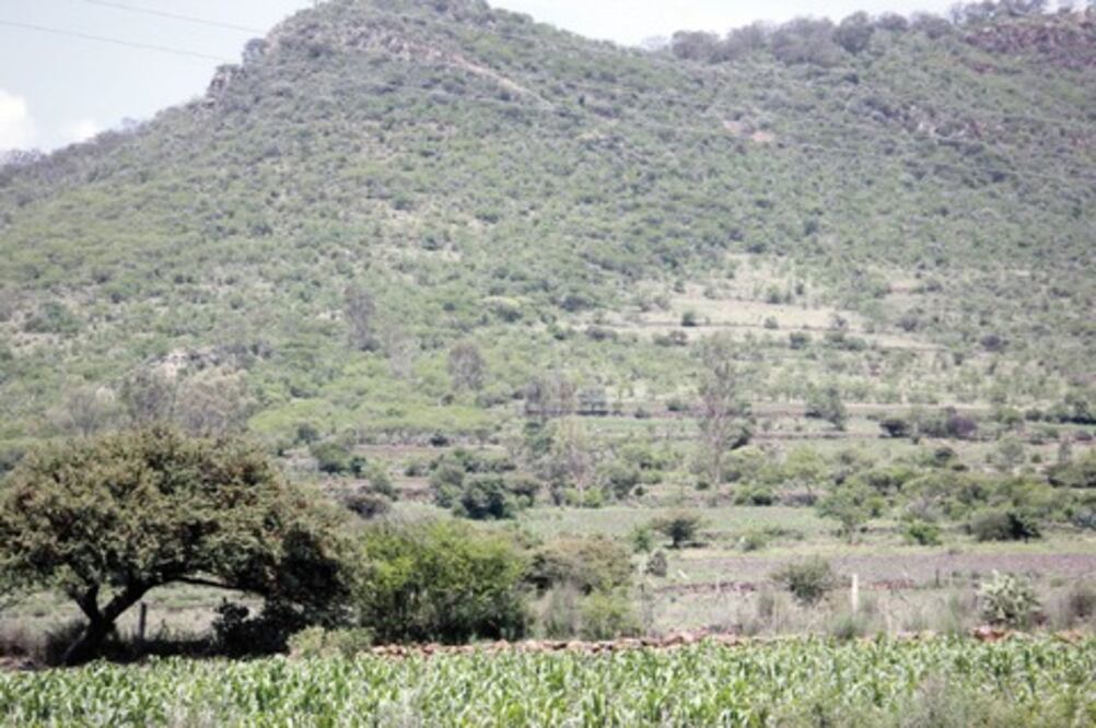 Denuncian captura de cenzontles en SJR