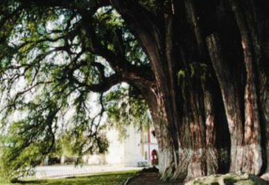 Árbol del Tule: milenario testigo del tiempo en Oaxaca