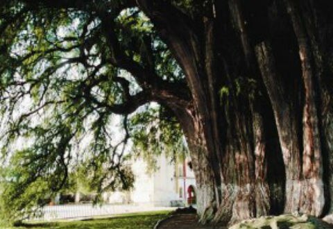 Árbol del Tule: milenario testigo del tiempo en Oaxaca