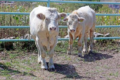 Ganaderos pierden 7 mil reses, a causa de la sequía en la Sierra Gorda