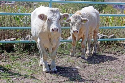 Ganaderos pierden 7 mil reses, a causa de la sequía en la Sierra Gorda
