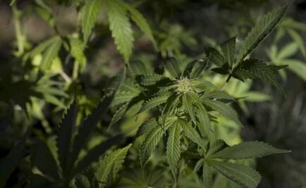 Hallan pruebas de dónde se originó la cannabis