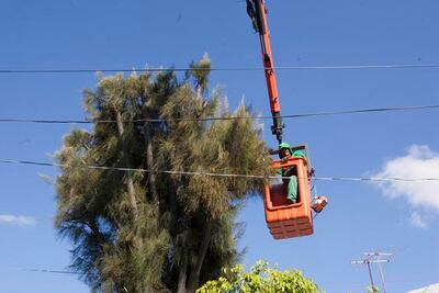 Consultan plan de manejo de árboles