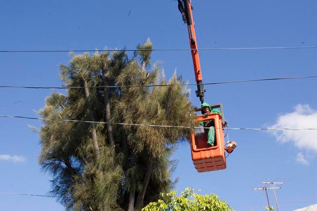 Consultan plan de manejo de árboles