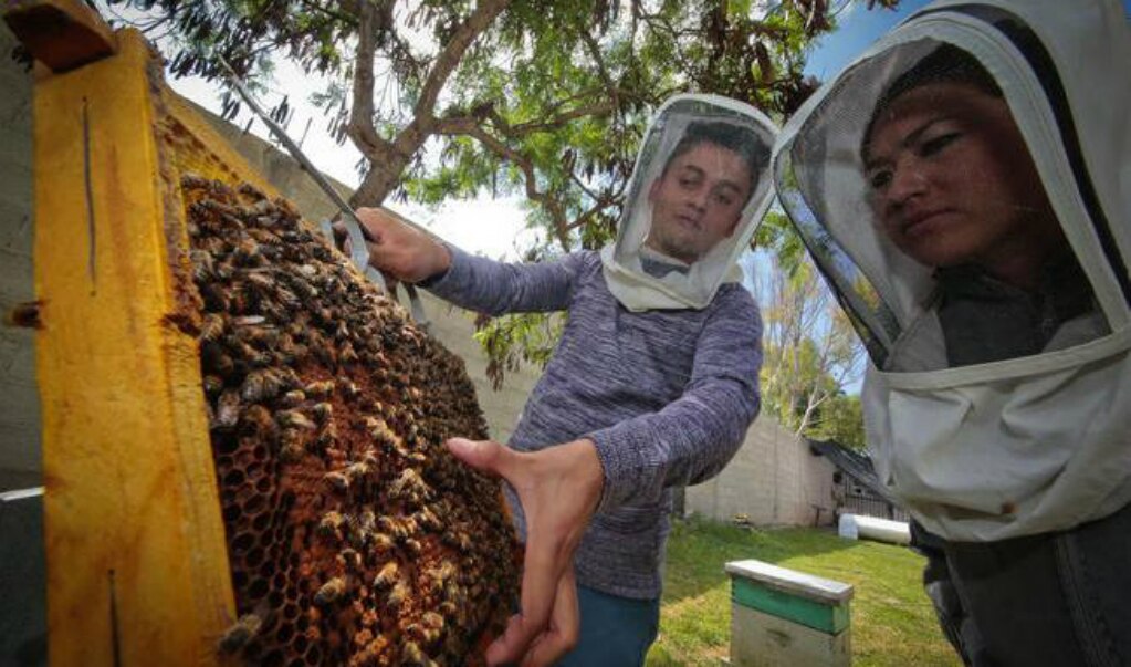 Apicultores le sacan jugo a la miel