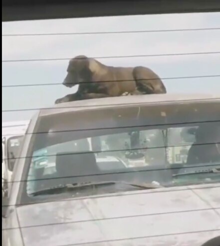 Captan a perrito encima de camioneta en plena avenida 5 de Febrero