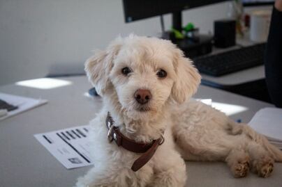 Esterilizan a más de mil perros y gatos durante un año, en Querétaro