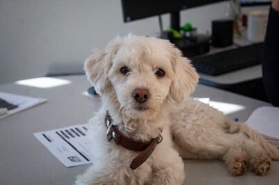 Esterilizan a más de mil perros y gatos durante un año, en Querétaro