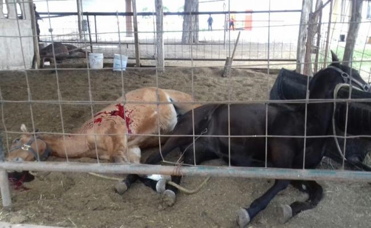Matan caballos pura sangre en rancho ligado a Tomás Yarrington