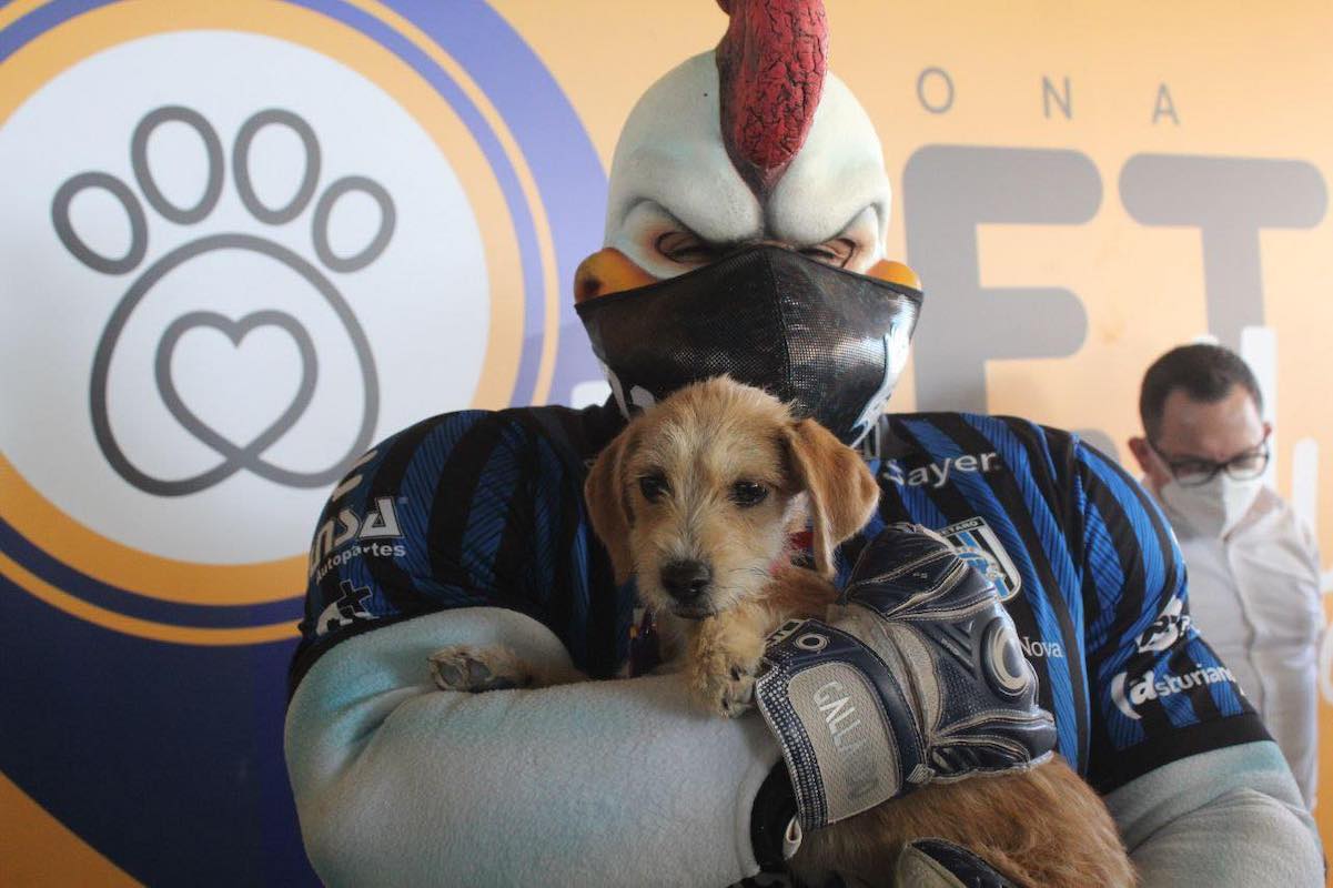 Un riesgo, zona pet friendly en el estadio Corregidora; afecta a las propias mascotas