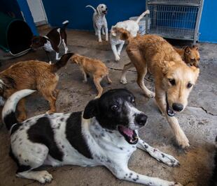 Agonizan refugios. Frente a la pandemia, piden apoyo para mascotas sin hogar