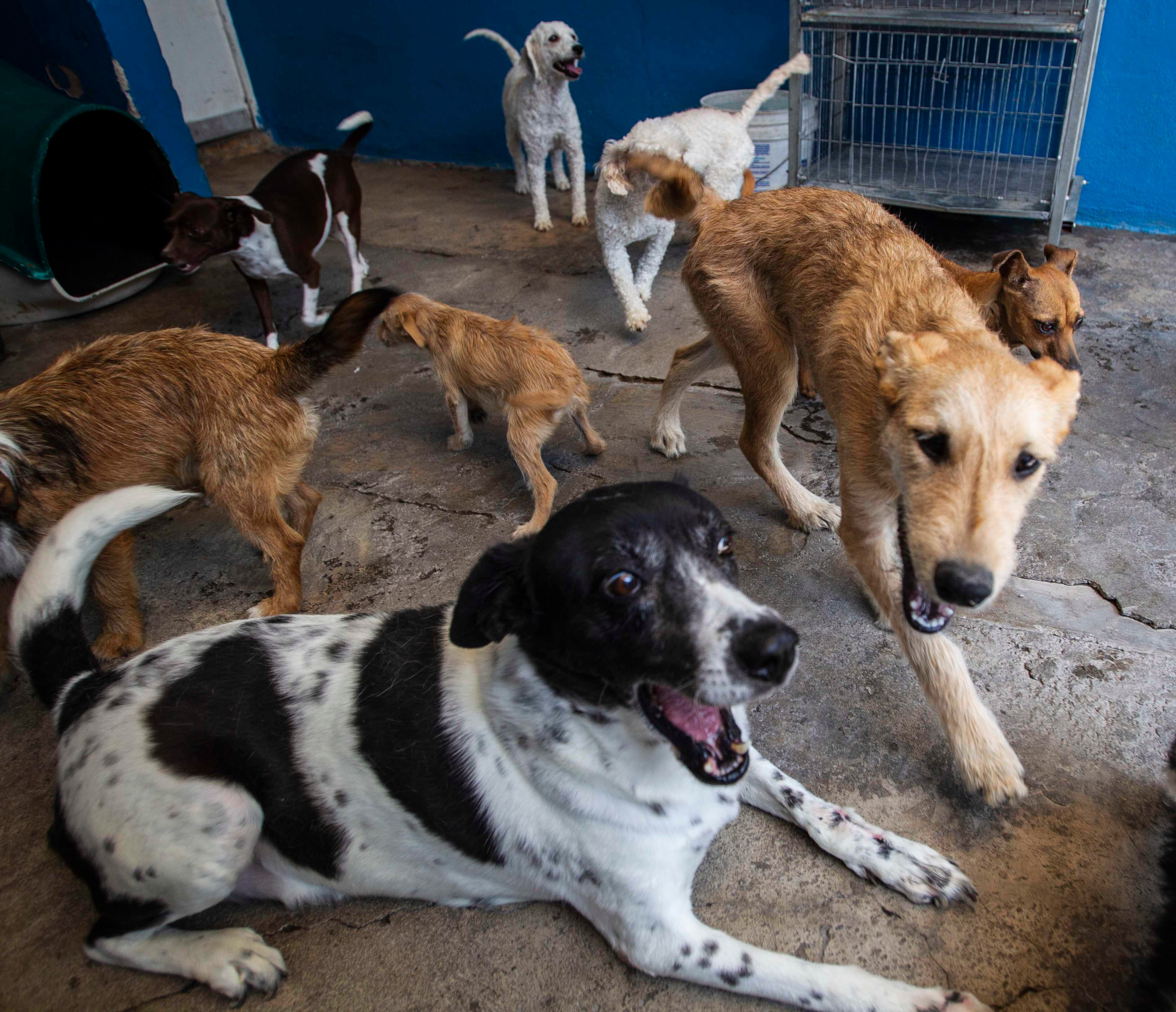 Agonizan refugios. Frente a la pandemia, piden apoyo para mascotas sin hogar