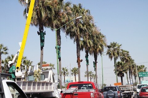 Planea renovar 115 palmeras
