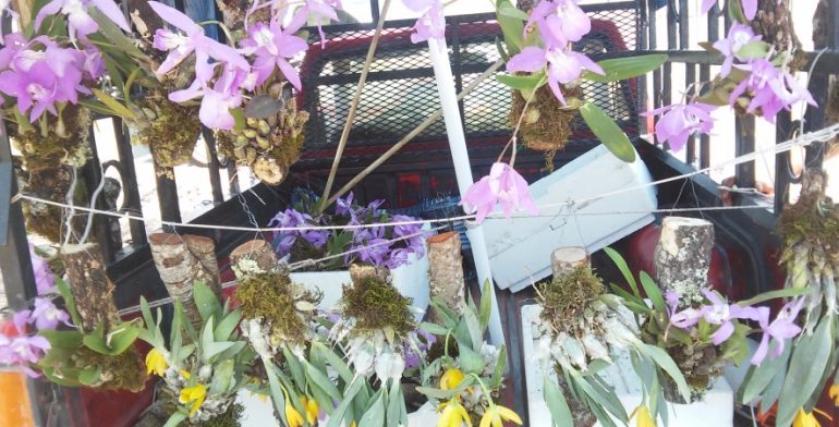 Aseguran orquídeas por dudosa procedencia 