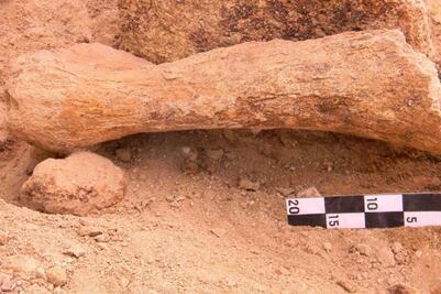 Hallan restos de fauna de la era de hielo en Hidalgo