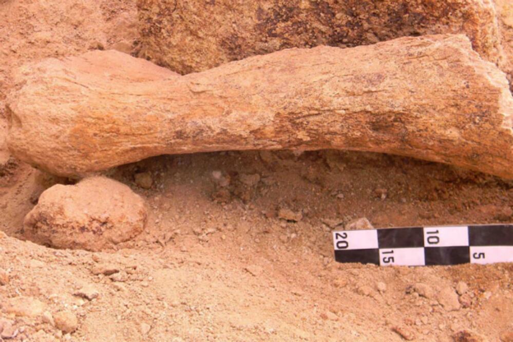 Hallan restos de fauna de la era de hielo en Hidalgo