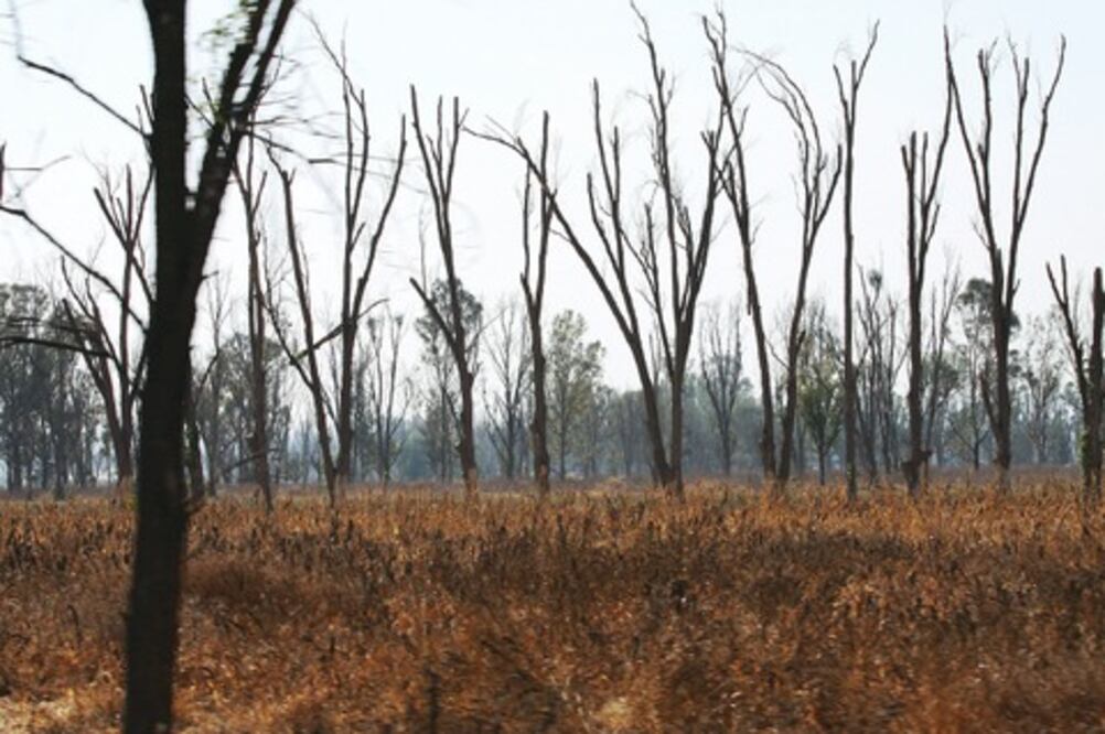 Alertan de sequía en la Sierra Gorda