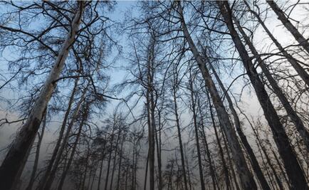 El "bosque rojo" de Chernobyl, de los lugares más radiactivos del mundo
