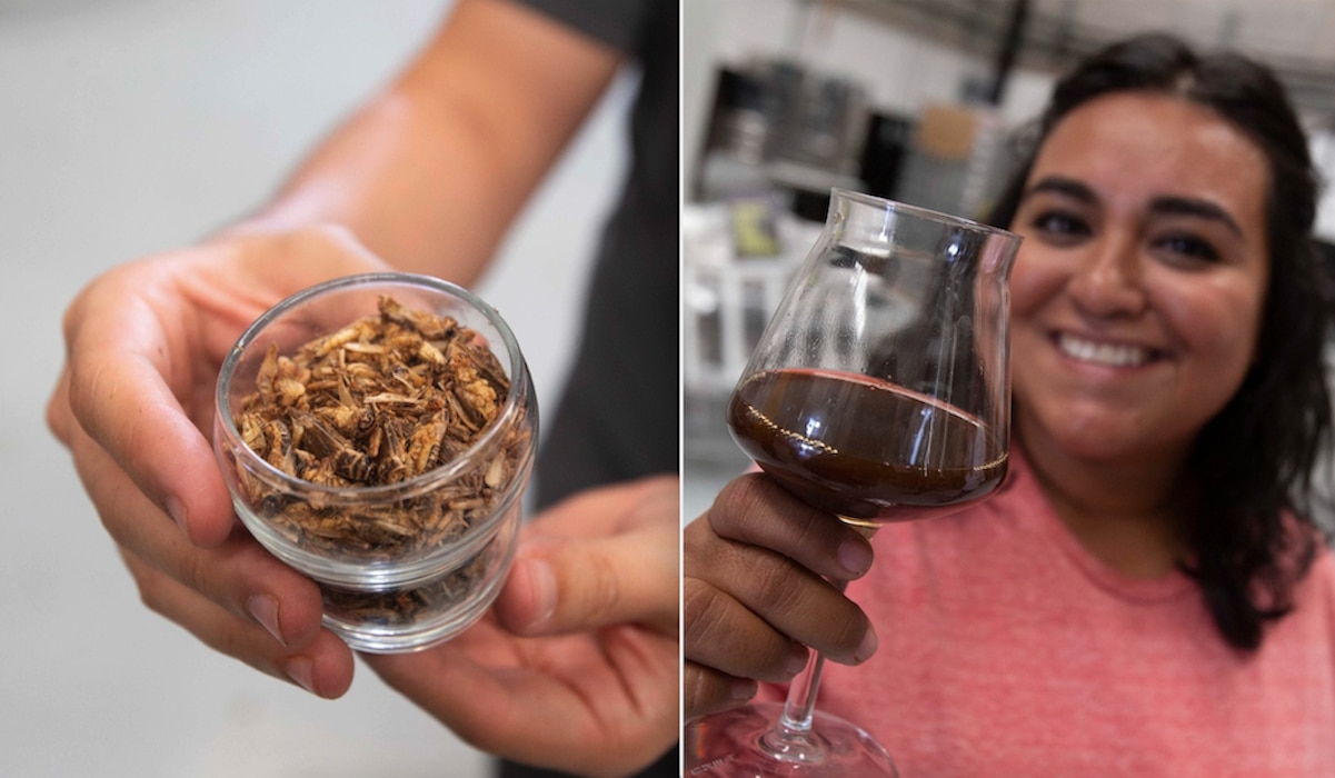 En Querétaro, elabora cerveza a base de grillos