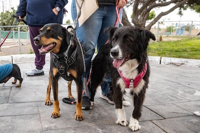 Diputados de Querétaro aprueban el Día del Bienestar del Perro
