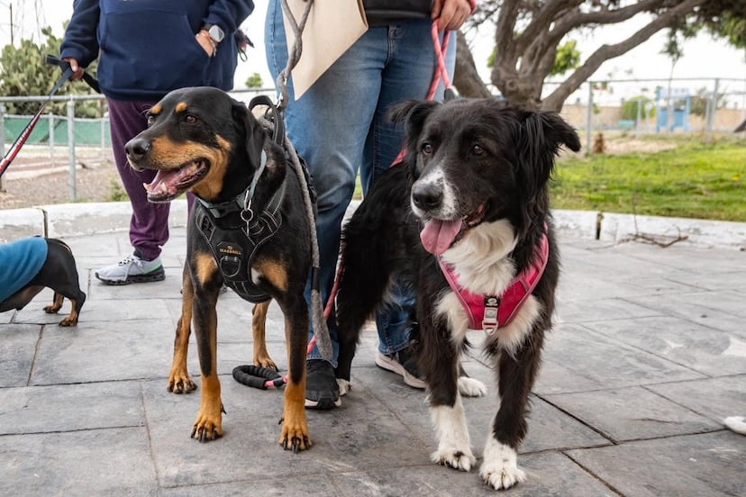 Diputados de Querétaro aprueban el Día del Bienestar del Perro