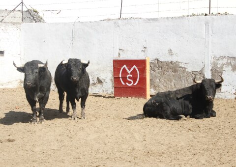 Gran expectativa por Corrida Navideña