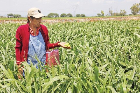 Beneficios por lluvia