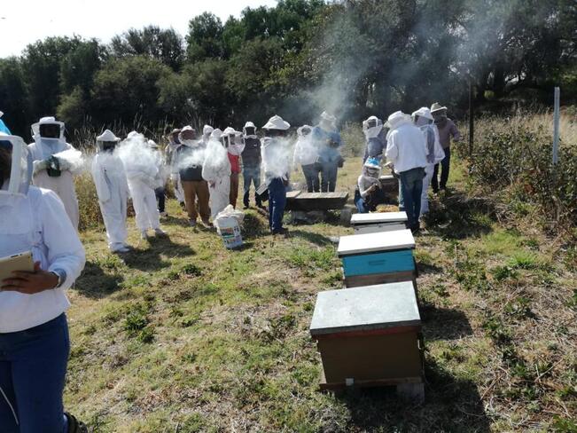 Congreso priorizará reformas para la crianza y cuidado de las abejas