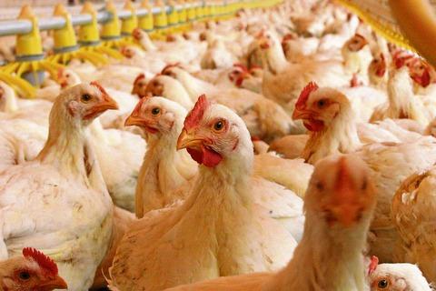 Se estanca proyecto de granjas