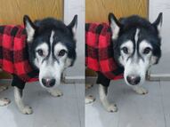 Buscan al perrito Hachi en Querétaro; fue visto por última vez el 11 de diciembre