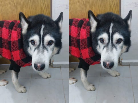 Buscan al perrito Hachi en Querétaro; fue visto por última vez el 11 de diciembre