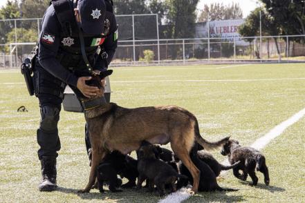 Ladriditos de alarma: nacen los refuerzos de la policía canina de Querétaro