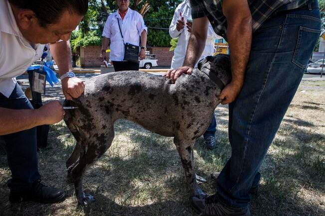 Realizan jornada de vacunación animal