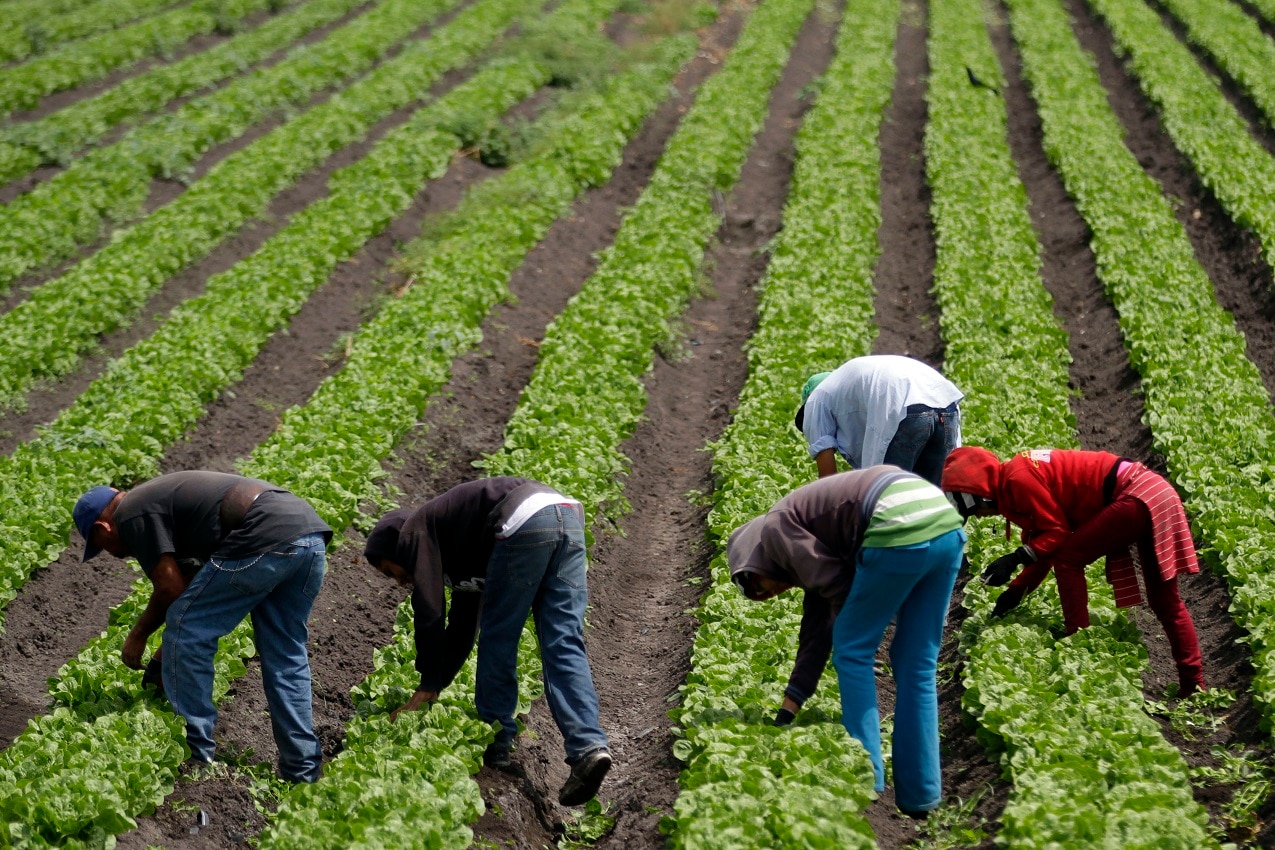 Productores de maíz exigen políticas públicas a favor del campo