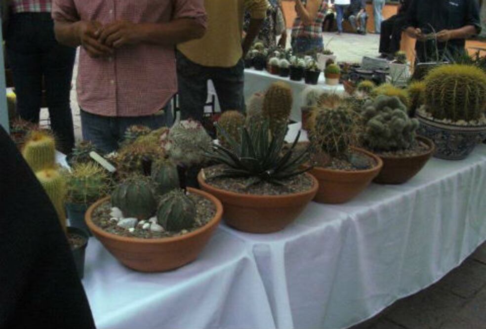 Alistan Festival de las Cactáceas 