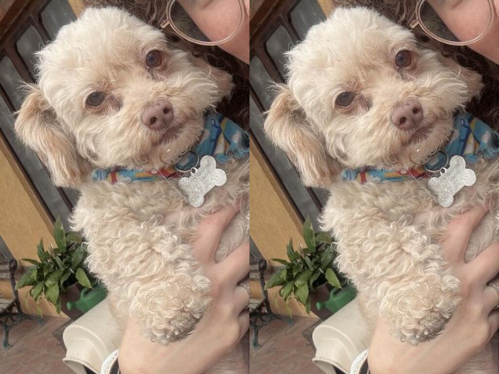 Buscan al perrito Wilson en Corregidora