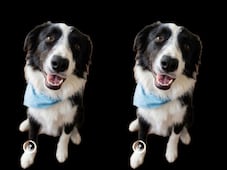 Piden justicia para Mollie; denuncian a guardería de perros en Querétaro tras entregarla sin vida