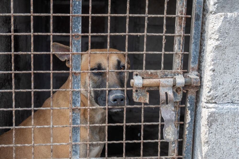 En el limbo, ley local de protección animal. Foto: Facebook CAAM El Marqués