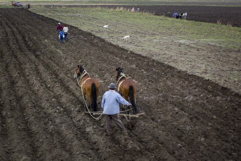 Productores de SJR temen caída en el precio del maíz