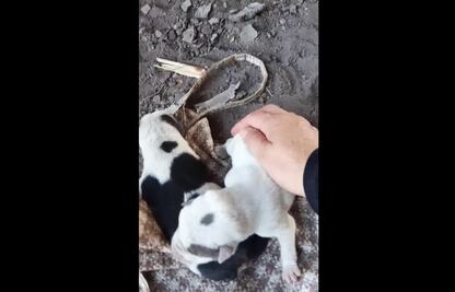 Vecinas se unen y rescatan a cachorritos abandonados debajo de un puente, en San Juan del Río