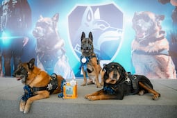 Jubilan a tres canes policías en El Marqués